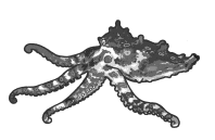 낙지(Octopus)