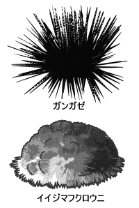 성게(Sea Urchin)