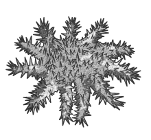 오니히도데(Crown of Thorns Starfish)