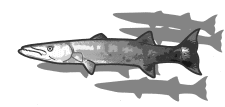 바라쿠다(Barracuda)