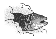 우쯔보(Moray Eel)