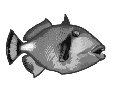 고마몬가라(Triggerfish)
