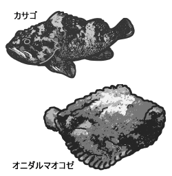 쑤기미·모기 사고류(Devilfish/Stonefish)